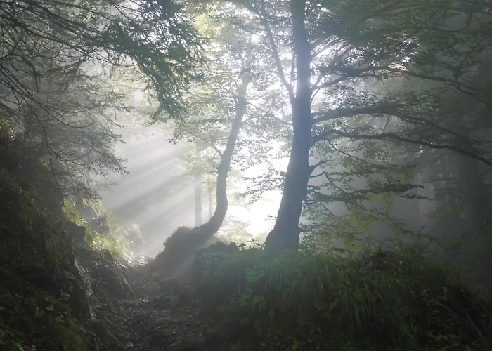 Nengshof Wegwarte Wißmannsdorf