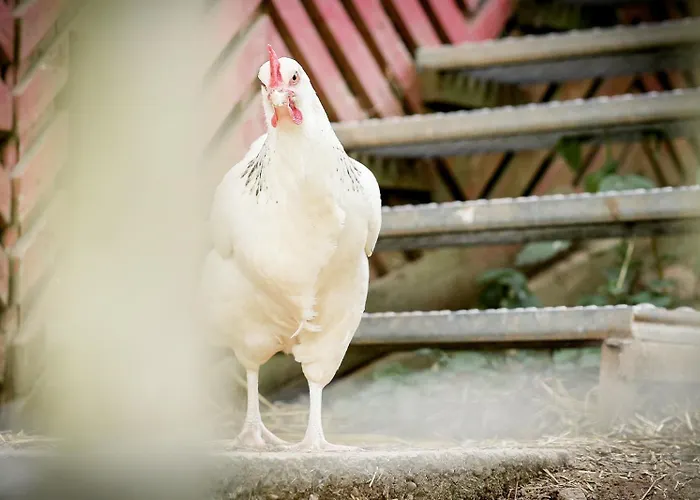 Апартаменты Nengshof Wegwarte