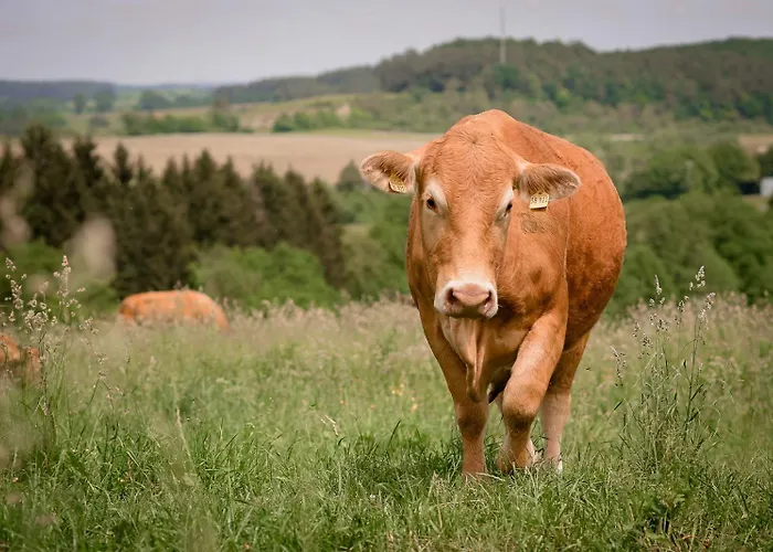 Апартаменты Nengshof Wegwarte Висмансдорф